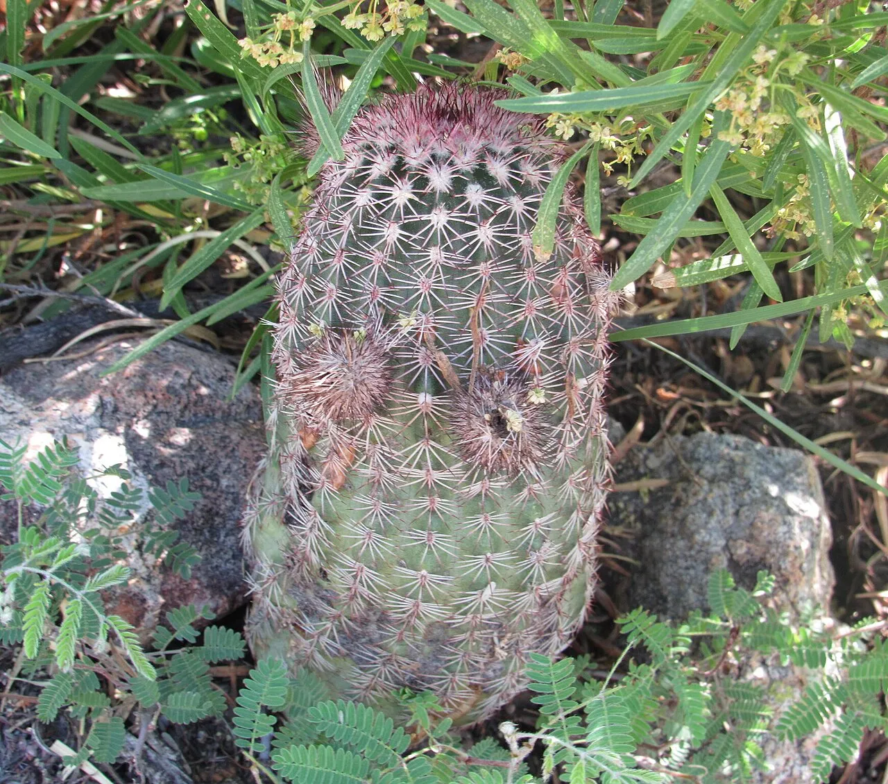 Devilthorn — photo by Jonathan Rodriguez