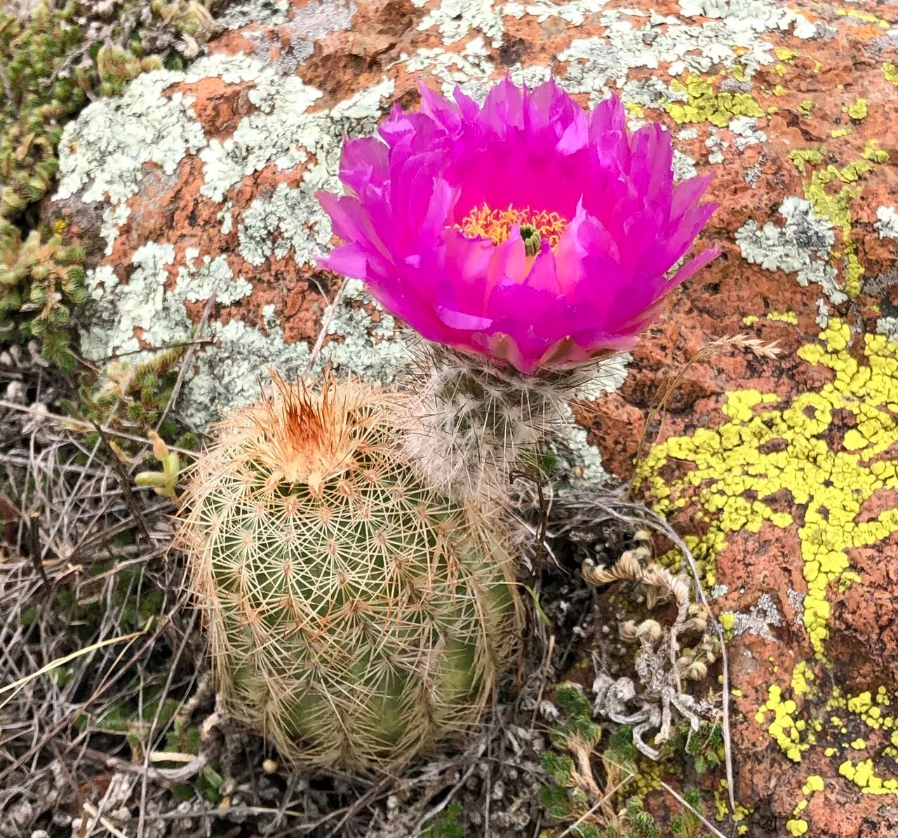 Bailey's Hedgehog Cactus (subsp. baileyi) — photo by Rosario