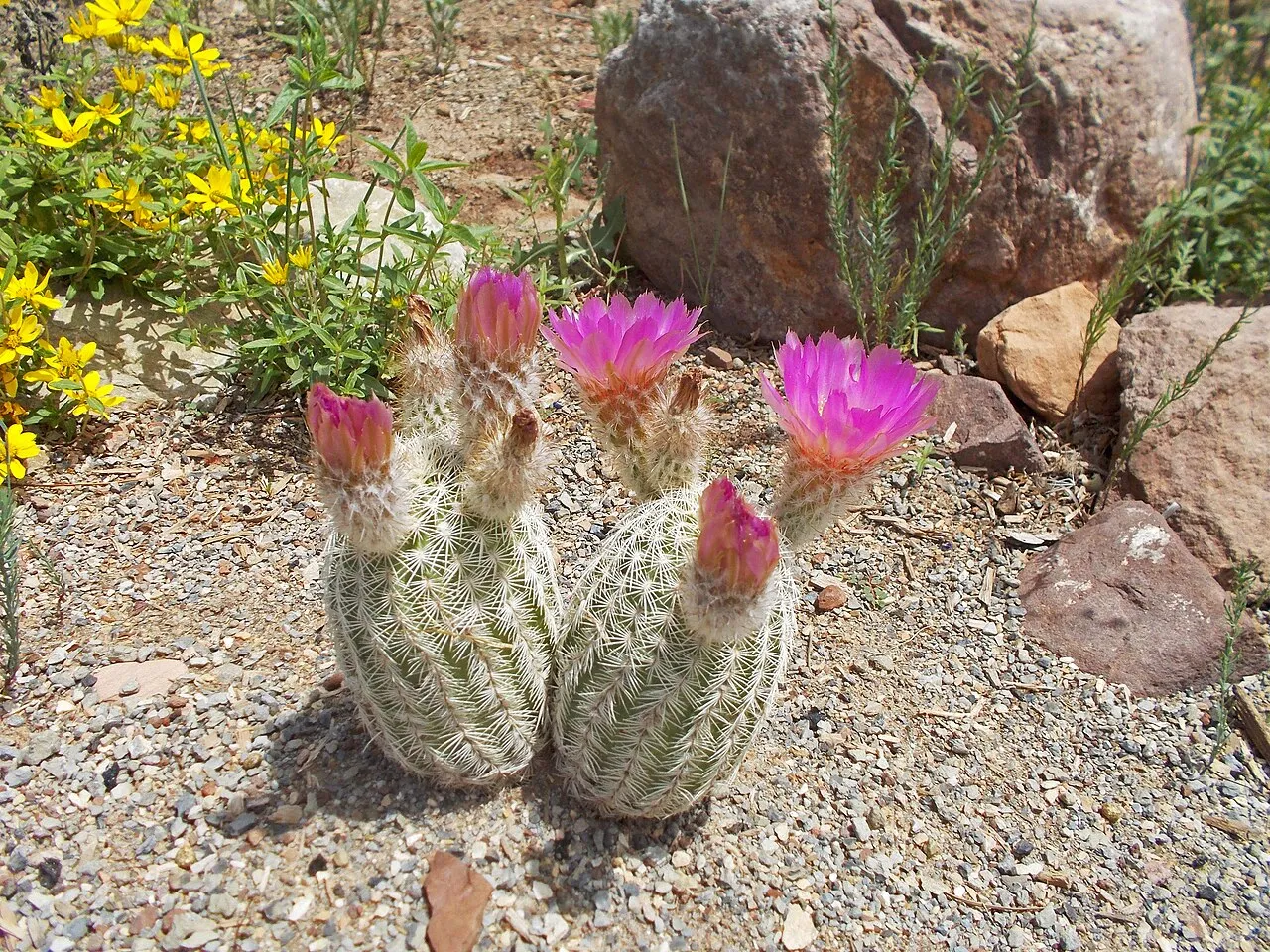 Lace Hedgehog Cactus (subsp. reichenbachii) — photo by Andrey Zharkikh from Salt Lake City, USA