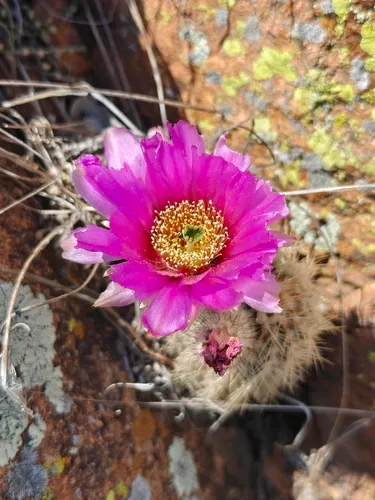 Lace Hedgehog Cactus — photo by Ansil B.R.