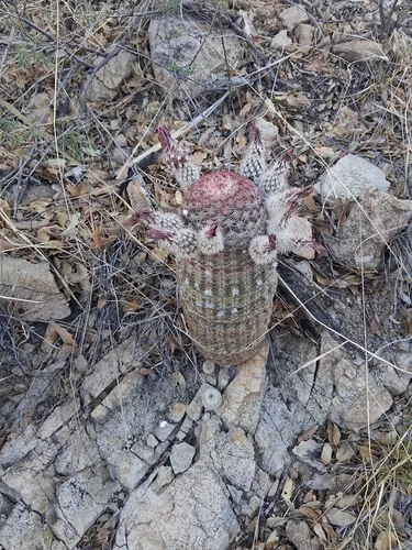 Rainbow Hedgehog Cactus — photo by bemberbear