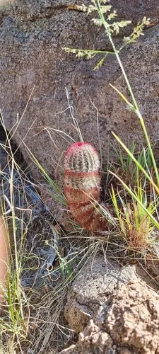 Brownspine Hedgehog Cactus
