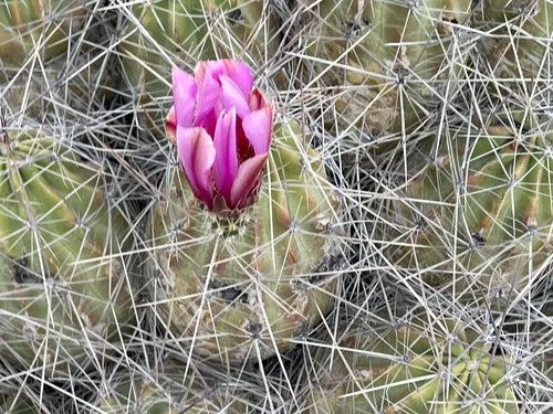 Strawberry Hedgehog Cactus — photo by Marcos Gonzalez