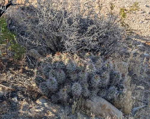 Kingcup Cactus (var. triglochidiatus) — photo by James Maughn