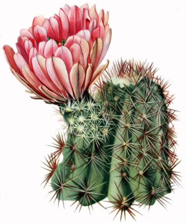 Lloyd's Hedgehog Cactus — photo by The_Cactaceae_Vol_III,_plate_IV_filtered.jpg : Mary Emily Eaton (1873-1961) D…