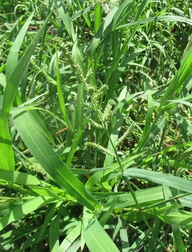 Jungle Rice — photo by Linda Jo Conn