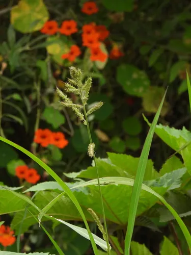 Barnyardgrass