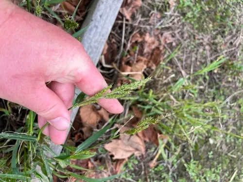 Gulf Cockspur Grass