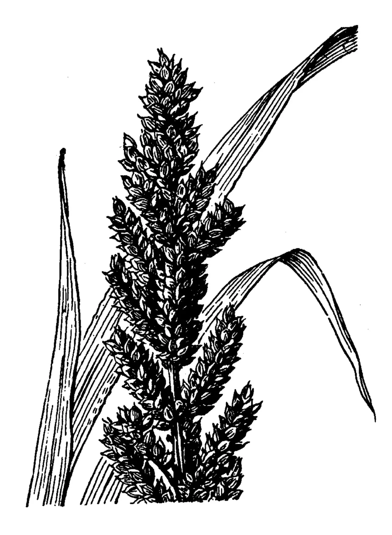 Billion-dollar Grass — photo by USDA-NRCS PLANTS Database / Hitchcock, A.S. (rev. A. Chase). 1950. Manual of…