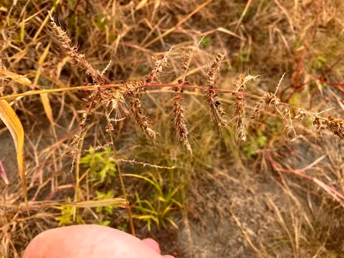 Rough Barnyardgrass