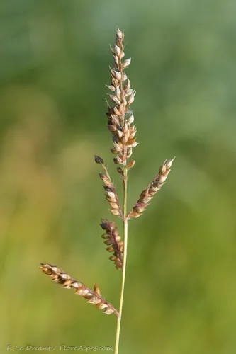 Early Water Grass — photo by Franck Le Driant