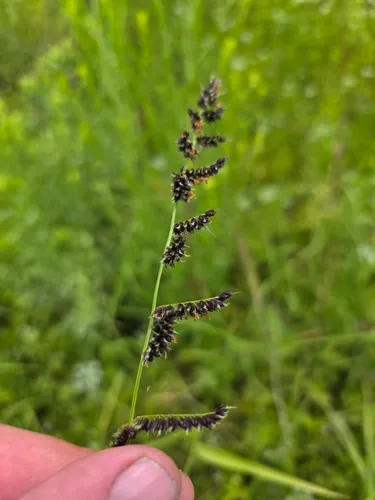 Florida Cockspur Grass