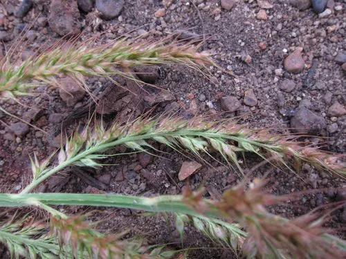Hippo Grass — photo by bat (Maria Vorontsova)