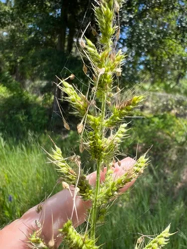 Coast Cockspur Grass