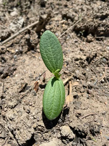 Wild Cucumber