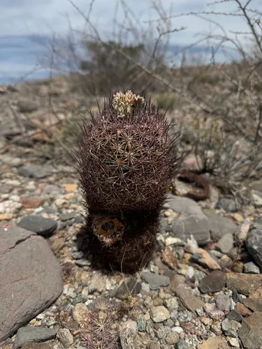 Redspine Fishhook Cactus