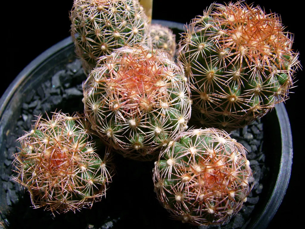 White Fishhook Cactus (var. intertextus) — photo by Ultima Thule 2010