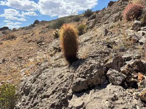 Johnson's Fishhook Cactus