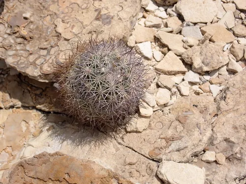 Warnock's Fishhook Cactus — photo by Moses J. Michelsohn