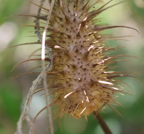 Wild Balsam Apple — photo by Marco Polo amarillas vargas