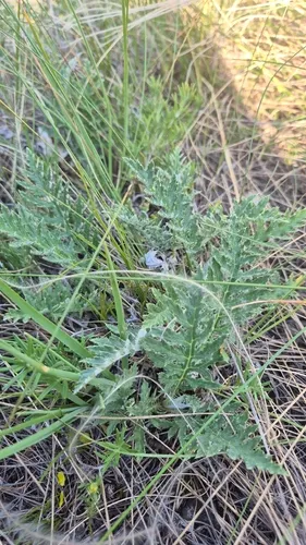 Southern Globethistle — photo by kalina_hable