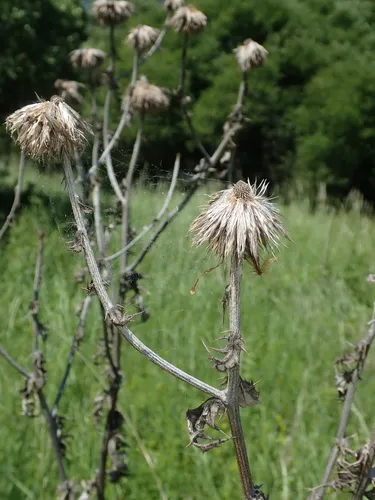 Great Globethistle