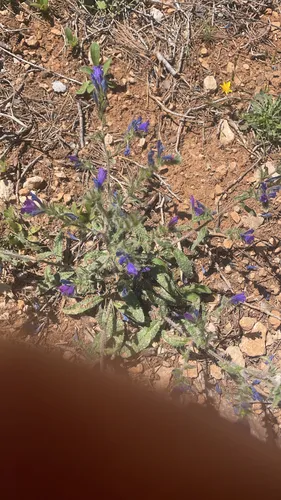 Cretan Viper's Bugloss — photo by hotdognumnumnum