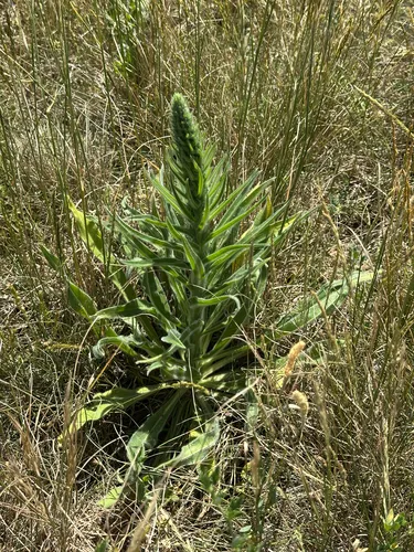 Italian Viper's Bugloss