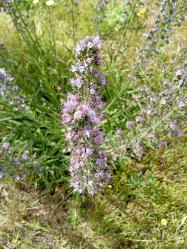 Violet-vein Viper's Bugloss