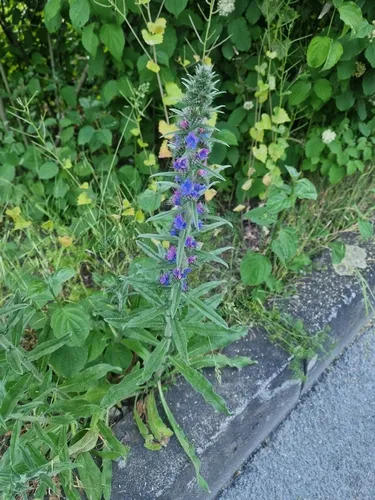Common Viper's Bugloss