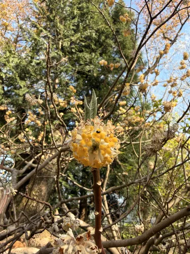 Oriental Paperbush — photo by Fernanda Pinto Lillo