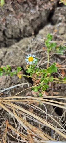 Prostrate Tropic Daisy — photo by cindyeman