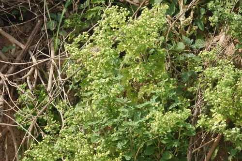 Erect Tropical Daisy