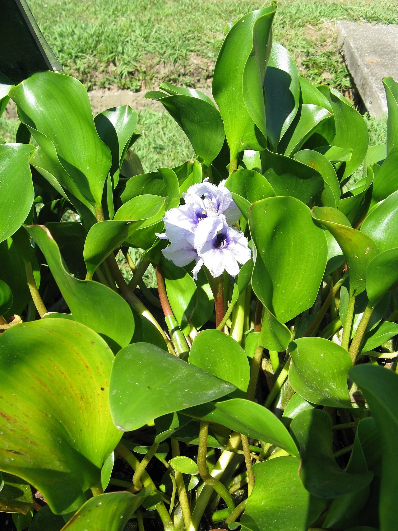 Anchored Water Hyacinth — photo by KENPEI