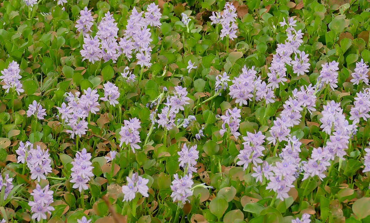Common Water Hyacinth