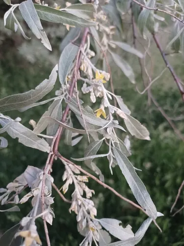 Russian Olive