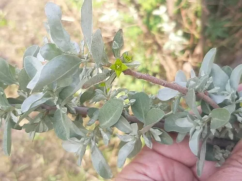 Silverberry