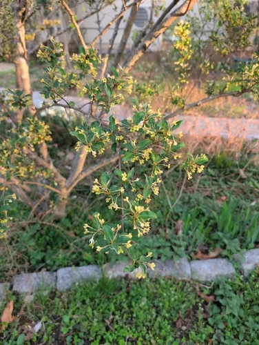 Cherry Silverberry