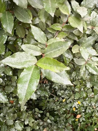 Thorny Olive