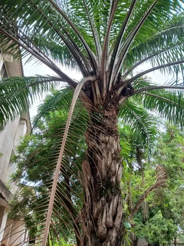 African Oil Palm — photo by David Oluwasegun ETEKA