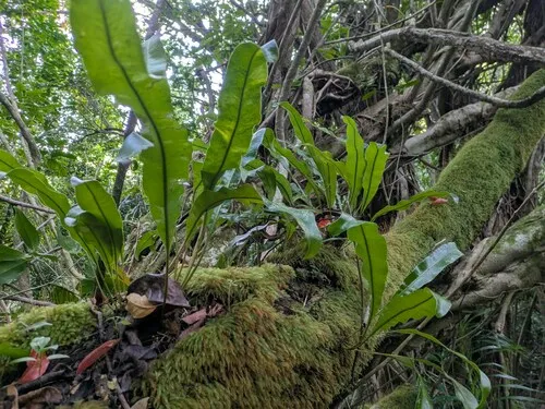 Creeping Tonguefern — photo by Kevin Faccenda