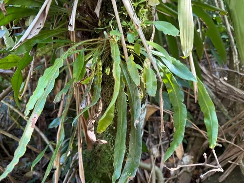 Caribbean Tonguefern