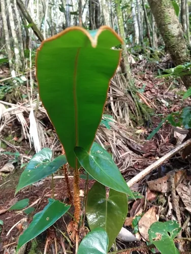Showy Tonguefern — photo by Jesús Castillo