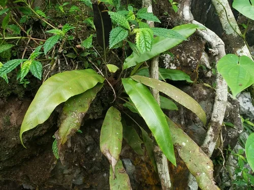 Guadeloupe Tonguefern — photo by Octavio Rivera Hernández