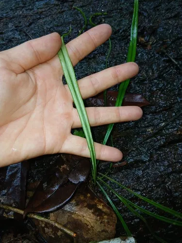 Thickroot Tonguefern — photo by Léna Sardini