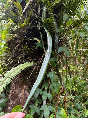 Drooping Tonguefern