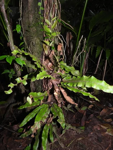 Ekaha