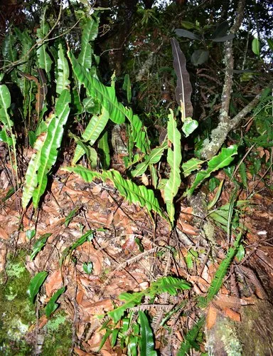 Broadleaf Tonguefern