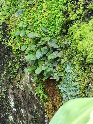 Antilles Tonguefern