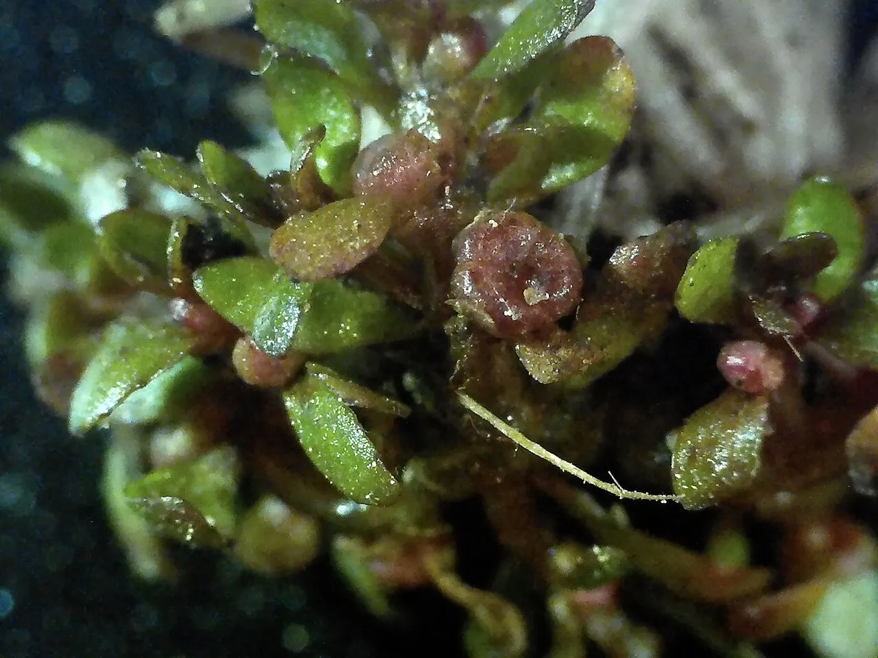 American Waterwort